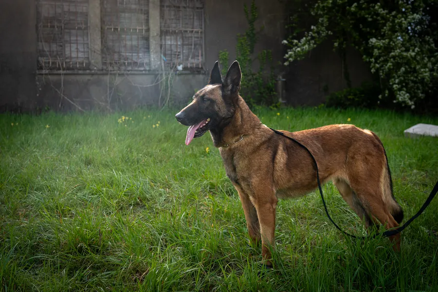 Chien de travail debout dans une zone herbeuse.