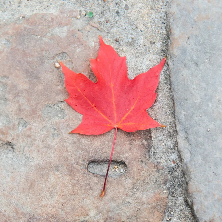 Feuille d’érable rouge posée sur un sol minéral.
