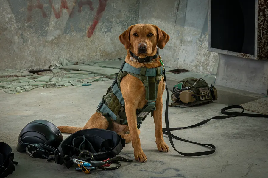 Chien de travail assis à côté de son équipement.