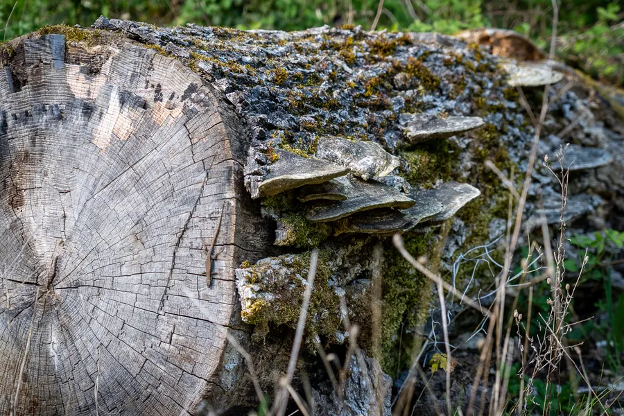 Champignons poussant sur la tranche d’une souche d’arbre.