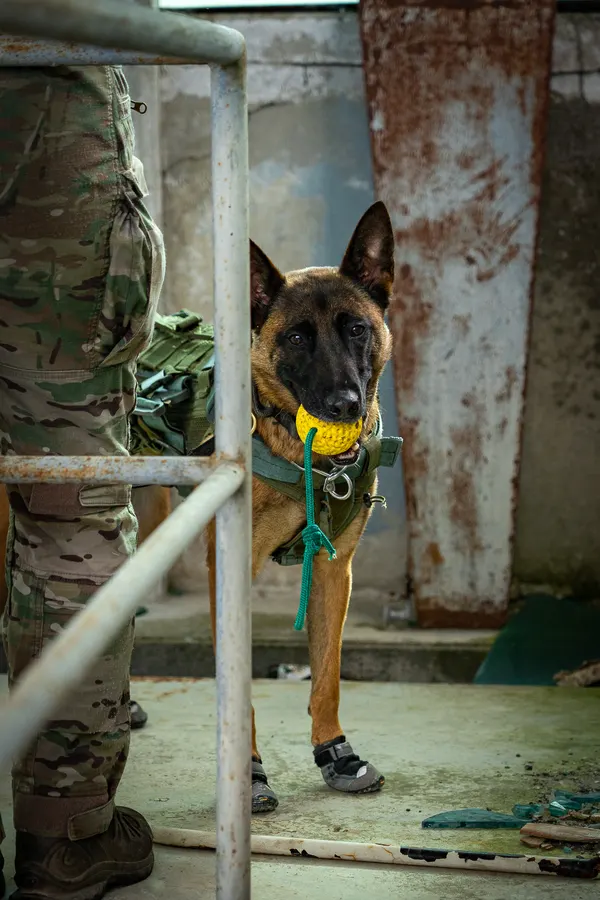Chien de travail observant depuis une structure industrielle.