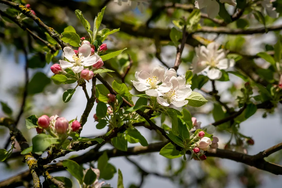 Fleurs blanches et roses sur une branche au printemps.
