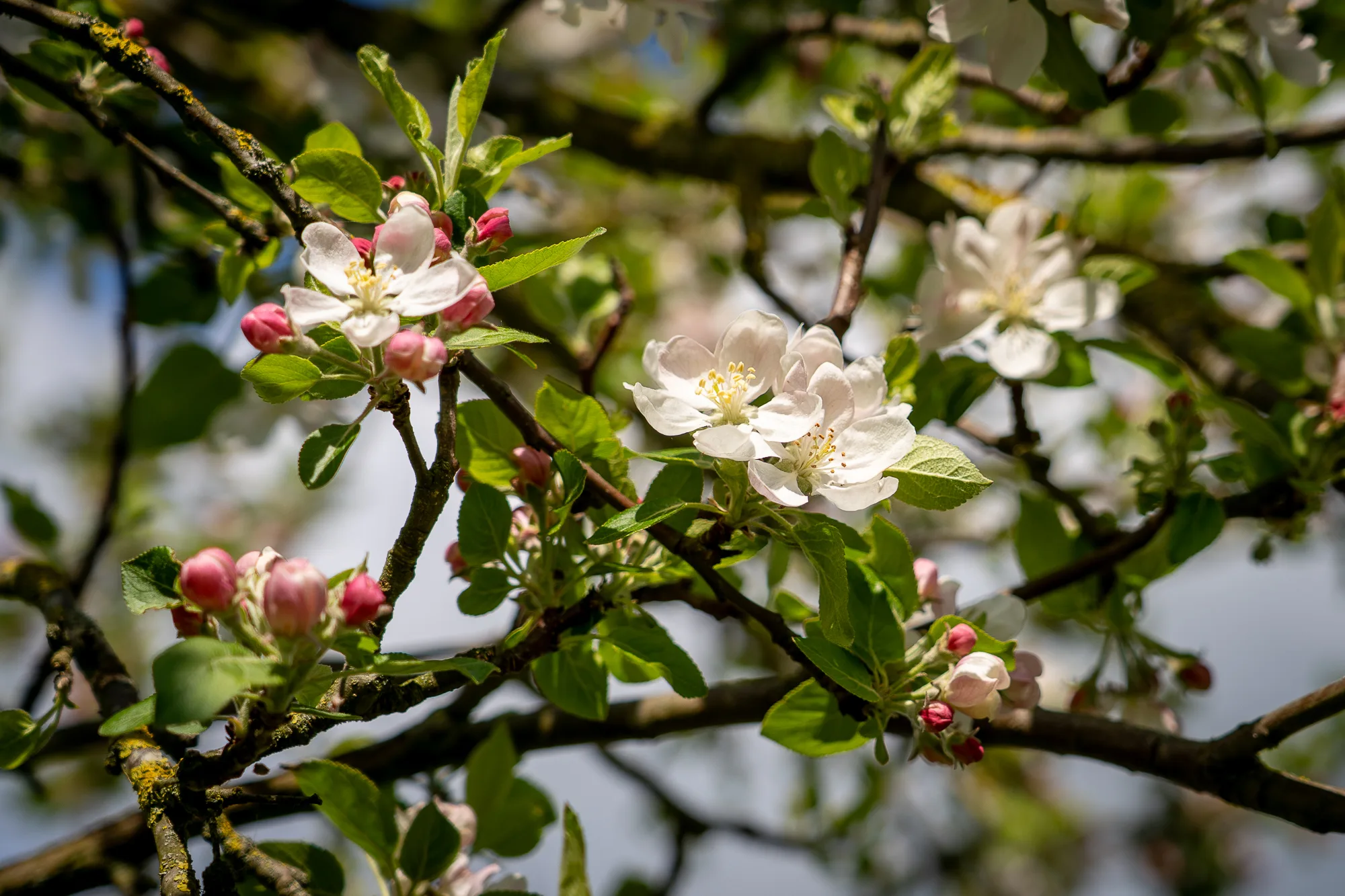 Fleurs blanches et roses sur une branche au printemps.